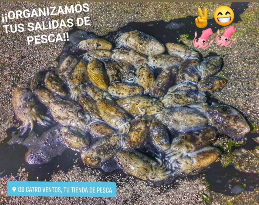Pesca a eging